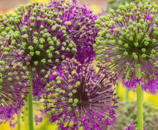 Сад в природном стиле: nature garden на пике популярности